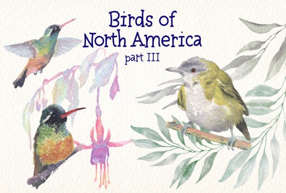 Birds of North America Part 3 Watercolor: A Designer’s Honest Review for Branding and Visual Projects
