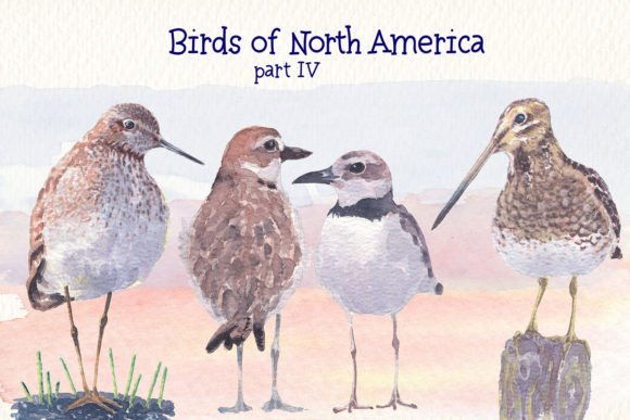 Birds of North America Part 4 Watercolor: A Designer’s Honest Take