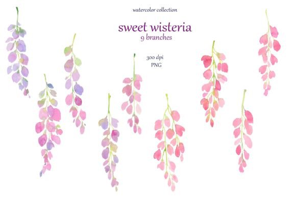 Violet Pink Wisteria Watercolor Illustration for Branding & Creative Projects