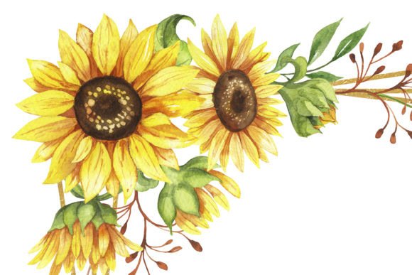 Watercolor Sunflower Golden Frame Illustration: A Designer’s Real-World Review